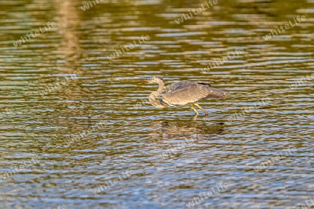 Ein Vogel