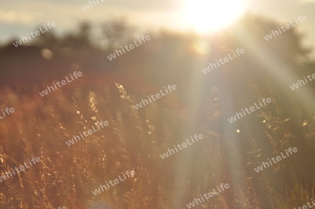 Wiese bei Sonnenuntergang