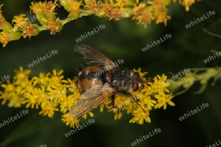 Schmei?fliege (Calliphoridae) auf einer Bluete