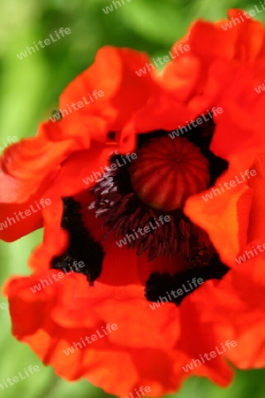 Roter Mohn ist aufgeblättert