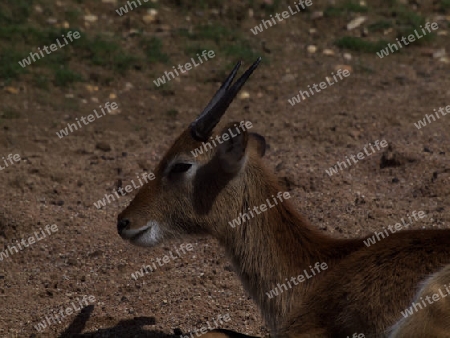 Gazellenbock