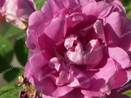 Heckenrose