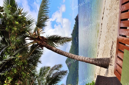 Beautiful palm trees at the beach on the tropical paradise islands Seychelles