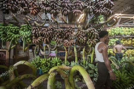 a big Banana Shop in a Market near the City of Yangon in Myanmar in Southeastasia.