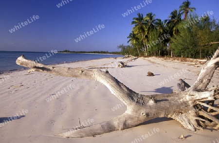 Ein Traumstrand in Bwejuu im osten der Insel Zanzibar im Indischen Ozean in Tansania in Afrika.