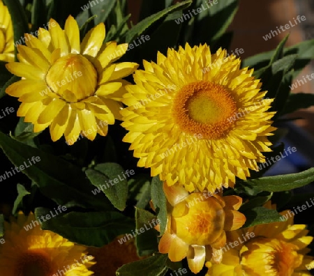 Strohblumen