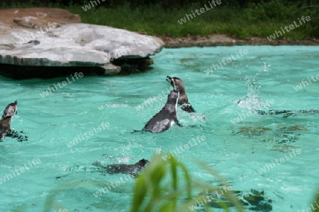 Pinguine