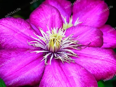 Clematis