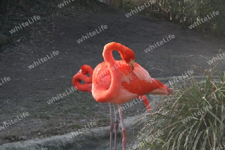 Flamingo