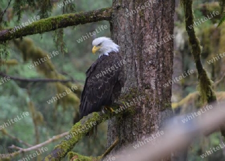 Wei?kopfseeadler