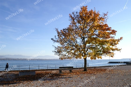 herbstbaum