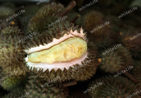 Durian auf dem Talat Warorot Markt in Chiang Mai in der Provinz Chiang Mai im Norden von Thailand in Suedostasien.