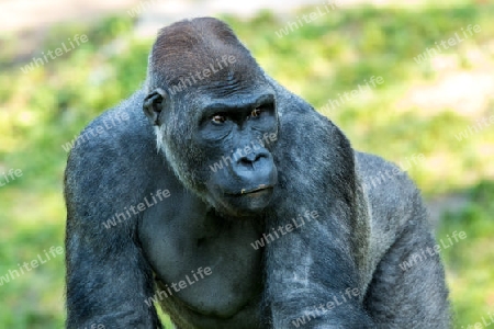 Gorilla Hominidae Portrait hominids 