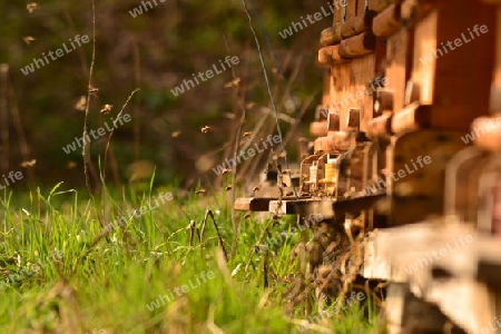 Bienen und ihr Stock