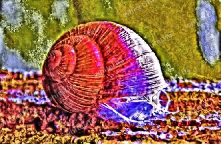 Schnecke 7