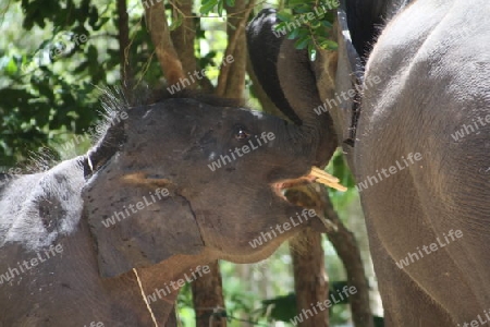 fl?sternder Baby Elefant