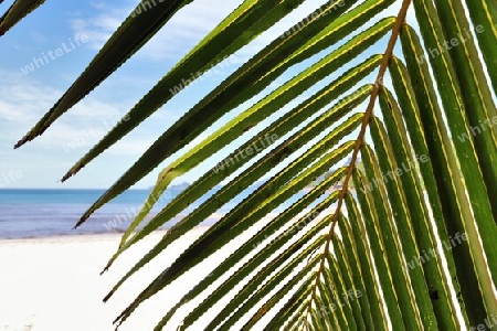 Beautiful palm trees at the beach on the tropical paradise islands Seychelles