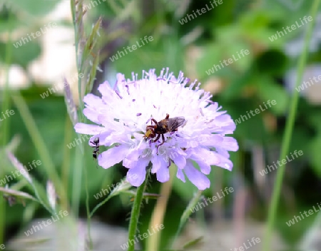 Blume mit Insekten