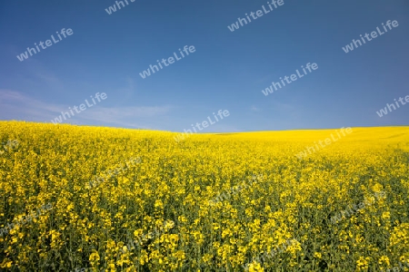 Ein Rapsfeld im Mai in einer th?ringer Landschaft