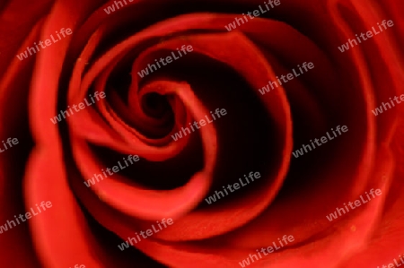 Rote Rose