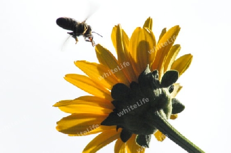 Sonnenblume mit Biene