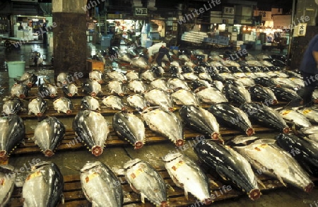 Tuna Fish at the Tsukiji Fishmarket in the City of Tokyo in Japan in Asia,