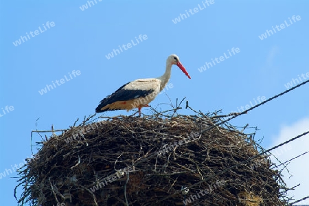 storch