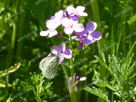 wei?er Schmetterling an Nachtviole