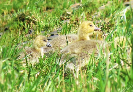 G?nsebabies im tiefen Gras auf Futtersuche                               