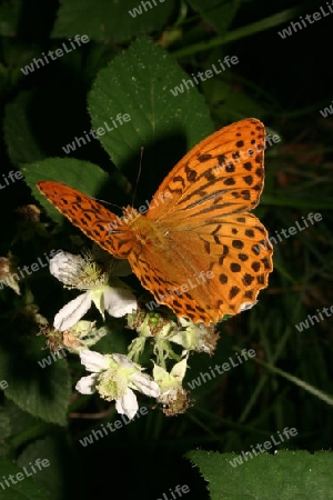 Kaisermantel (Argynnis paphia) - Maennchen auf einer Pflanze