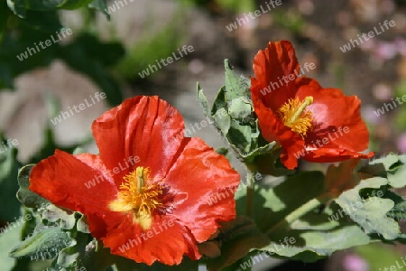 Roter Mohn