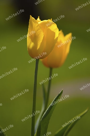 zwei gelbe Tulpen mit gr?nem Hintergrund