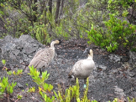 Hawaii (N&#275;n&#275;) Gans