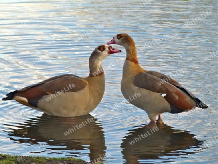 Nilgans- Paar