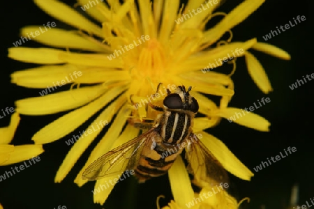 Sumpschwebfliege (Helophilus trivittatus) auf einer Bluete