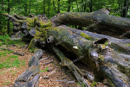 abgestorbene und umgest?rzte ca. 800 Jahre alte Buche, Fagus, Urwald Sababurg, Hessen, Deutschland