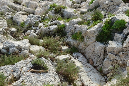 Pflanzen auf dem Felsen