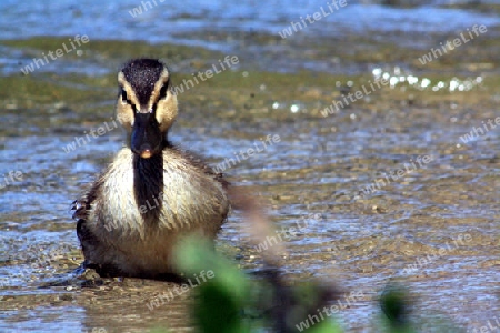 junge ente am strand