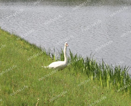 Schwan am Ufer