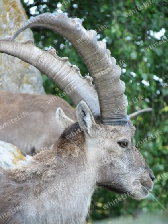 Steinbock