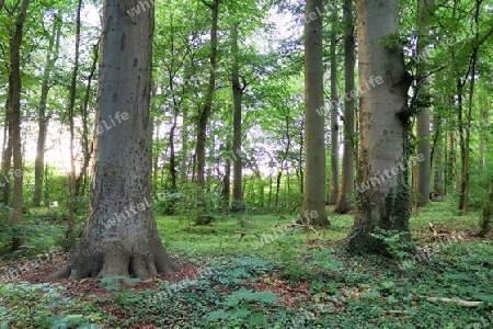 Beautiful view into a dense green forest with bright sunlight casting deep shadow.