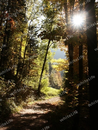 Waldspaziergang