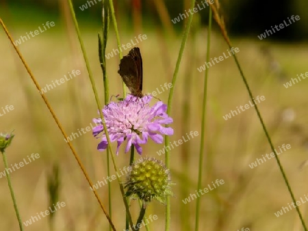 Schmetterling auf lila Bl?te P1230698