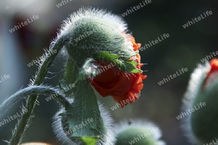 mohn