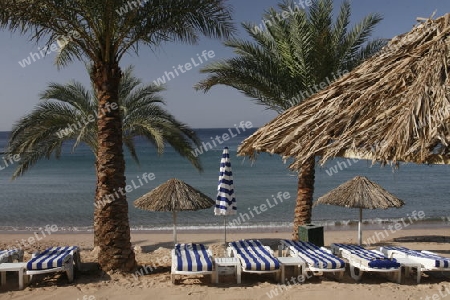 the coast with a Beach in the city of Aqaba on the red sea in Jordan in the middle east.