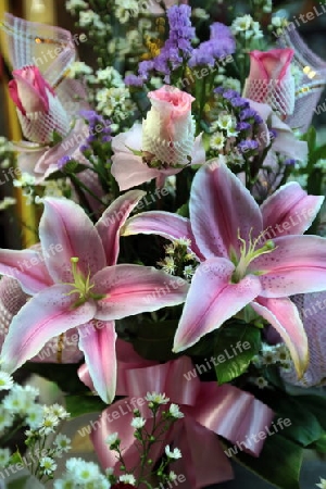 flowers at the flowermarket at the Pak Khlong Markt in Banglamphu in the city of Bangkok in Thailand in Suedostasien.