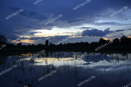 Reisfelder und Landwirtschaft in der Provinz Amnat Charoen nordwestlich von Ubon Ratchathani im nordosten von Thailand in Suedostasien.