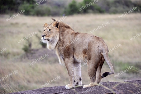 L?we (Panthera leo), M?nnchen, Masai Mara National Reserve, Kenia, Ostafrika, Afrika