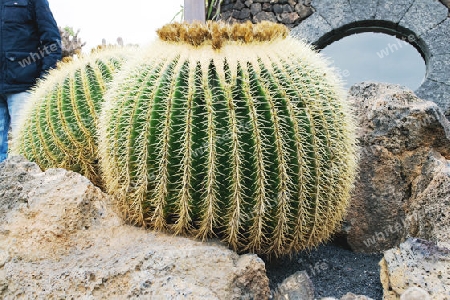 Jardin de Cactus