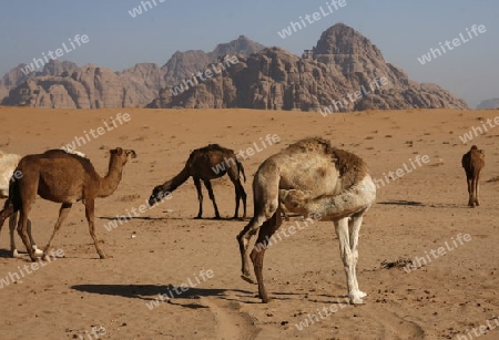 The Landscape of the Wadi Rum Desert in Jordan in the middle east.